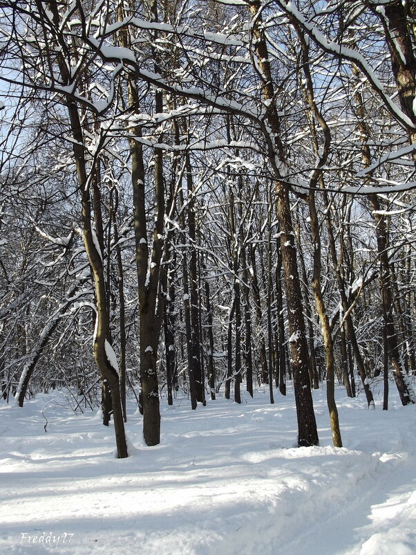 Февральский парк - Freddy 97