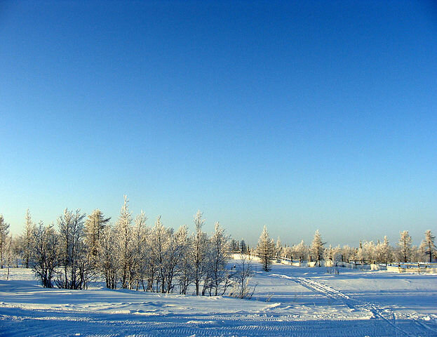 Горнокнязевск. Ямал - Tata Wolf