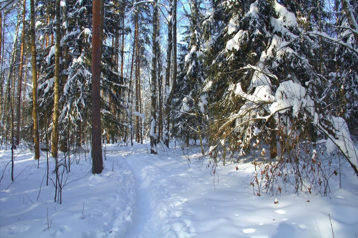 В февральском лесу - Вячеслав Минаев