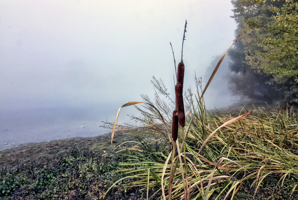 ** - Андроник Александр 