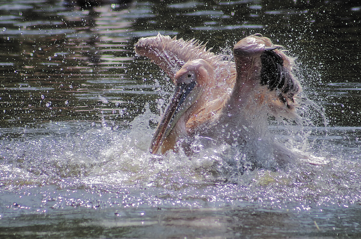"ОРОЛ" - Андроник Александр 