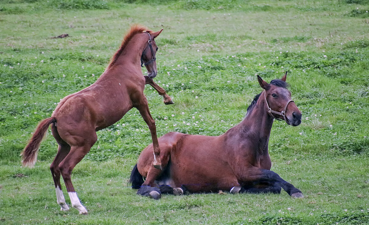 Ма- пошли играть - Андроник Александр Ма- пошли играть - Андроник Александр