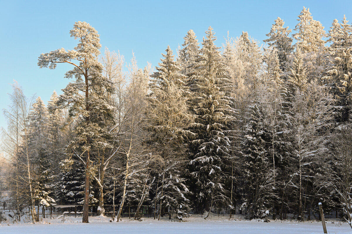 Вартемяги - skijumper Иванов