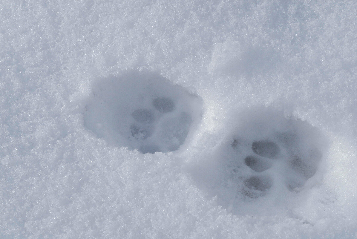 Чьи следы? - Римма Волченко Чьи следы? - Римма Волченко