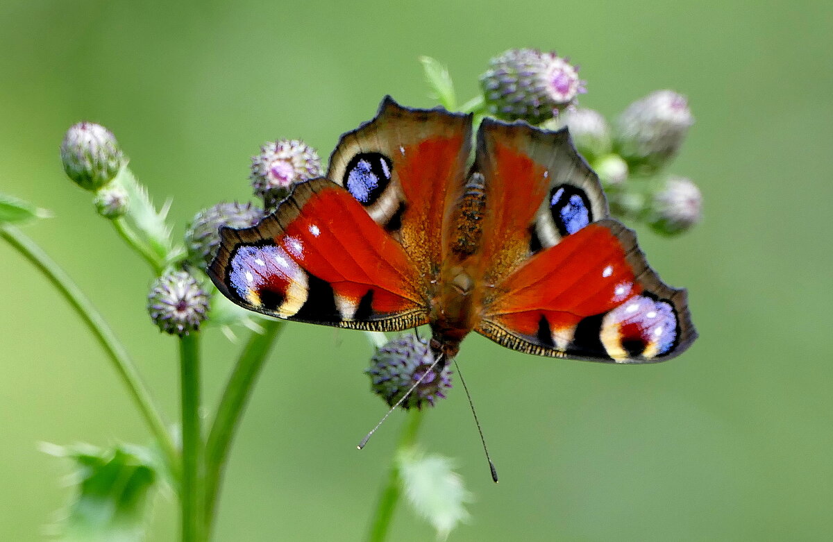 опять про бабочек...387 - Александр Прокудин опять про бабочек...387 - Александр Прокудин
