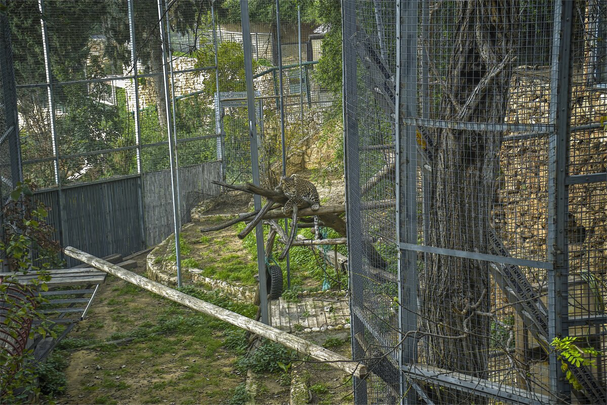 Зоопарк 02,02,2026г  мой любимчик ради него и пришёл   в  зоопарк - ujgcvbif 