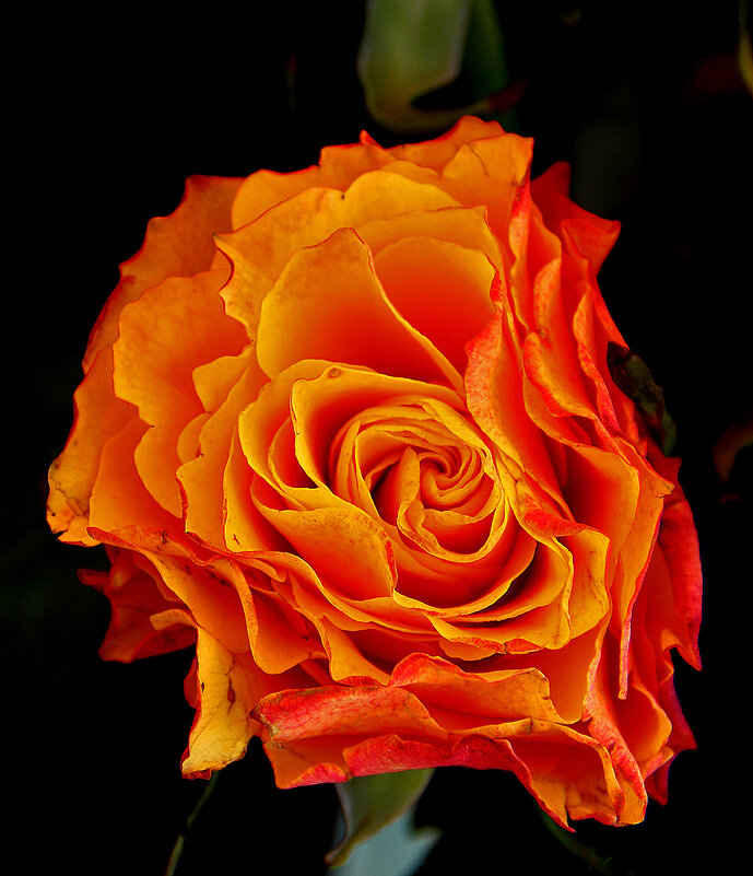 Пламя - Светлана 