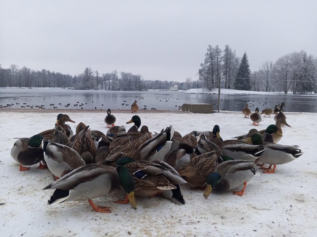 Утки - Сапсан Утки - Сапсан
