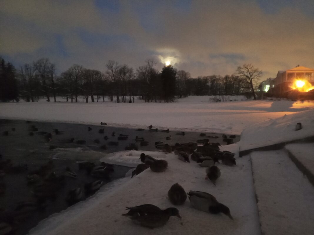 Утки - Сапсан Утки - Сапсан