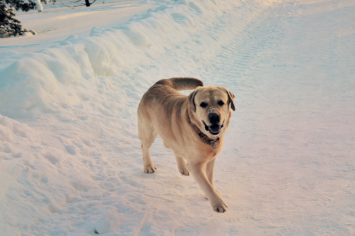 Добрейший пёс Даня зовёт поиграть. - Татьяна Помогалова