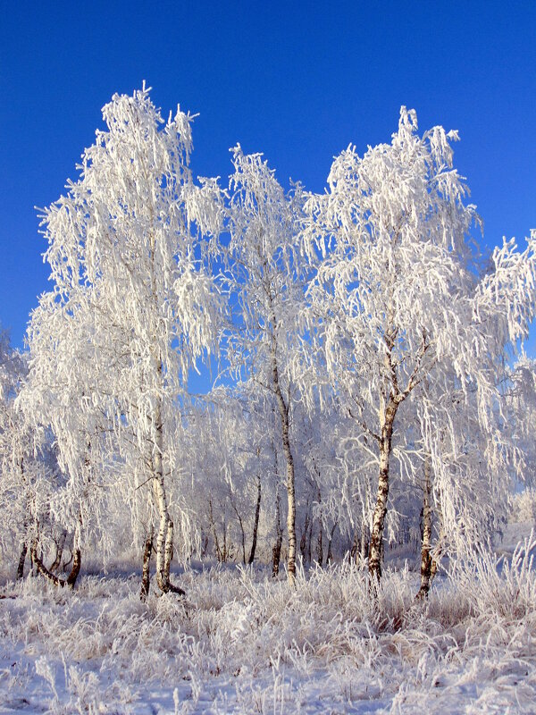 В белом инее берёзы. Злы в Сибири холода! - nadyasilyuk Вознюк В белом инее берёзы. Злы в Сибири холода! - nadyasilyuk Вознюк