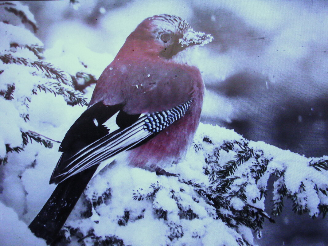 Бедная сойка - Людмила Смородинская
