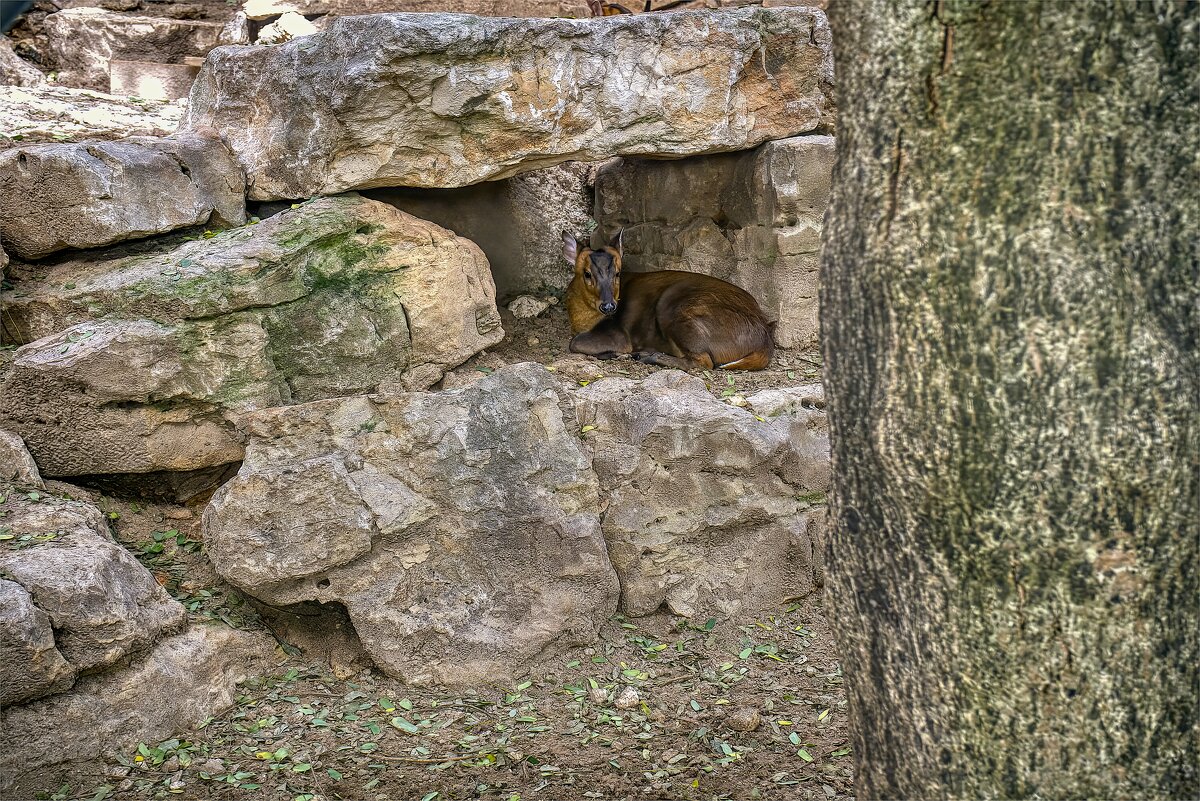 Хайфа *Зоопарк * 02,02,2026г - ujgcvbif 