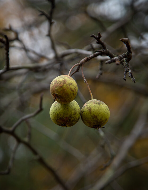Последние остались... - Ирина С