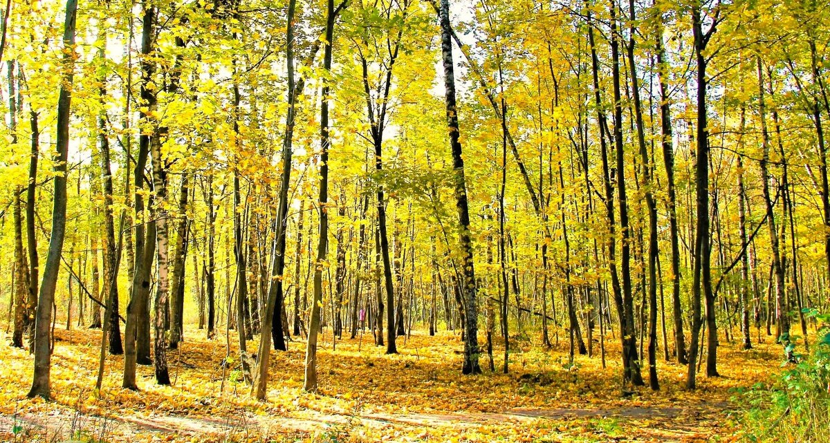 ЖЕЛТАЯ ОСЕНЬ В ПАРКЕ - Валентина 