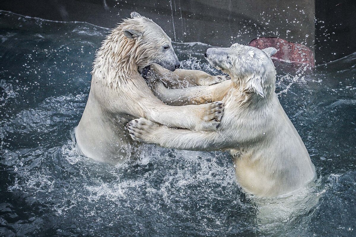 полярные медведи - Аркадий полярные медведи - Аркадий