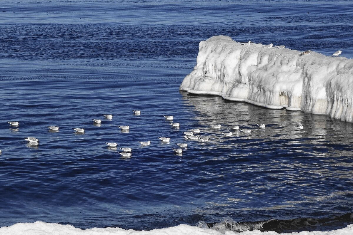 Чайки, Балтийское море, Зеленоградск, Калининградская область - Рита Симонова