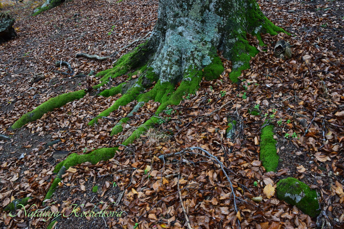 Природа Крыма - Amazing Cosmea Природа Крыма - Amazing Cosmea