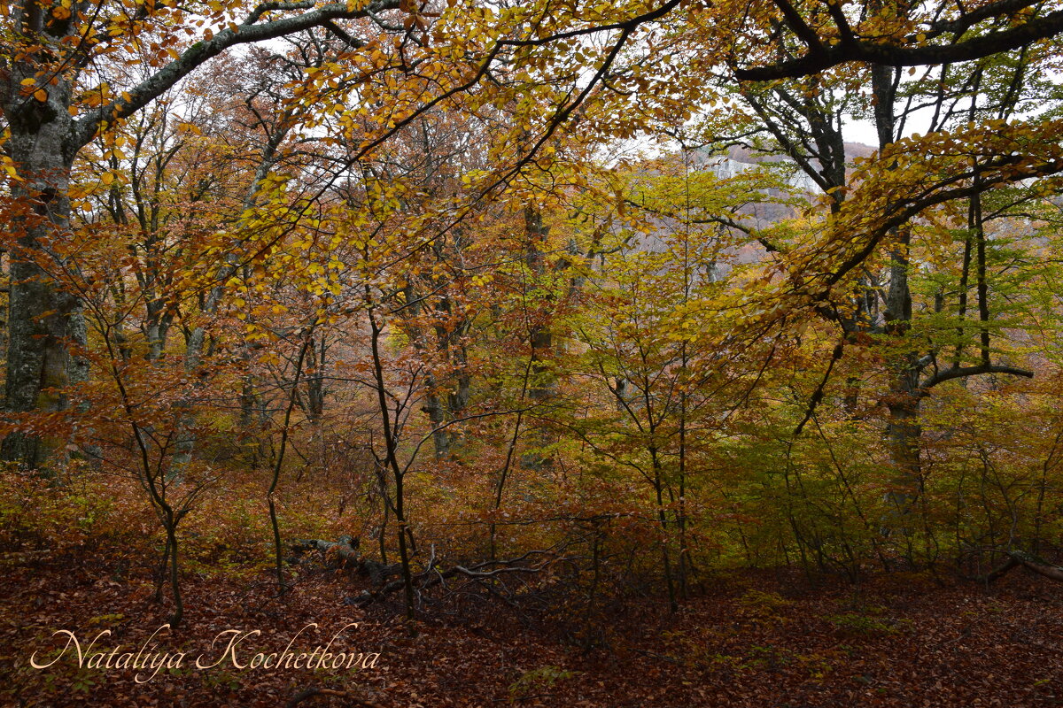 Природа Крыма - Amazing Cosmea Природа Крыма - Amazing Cosmea