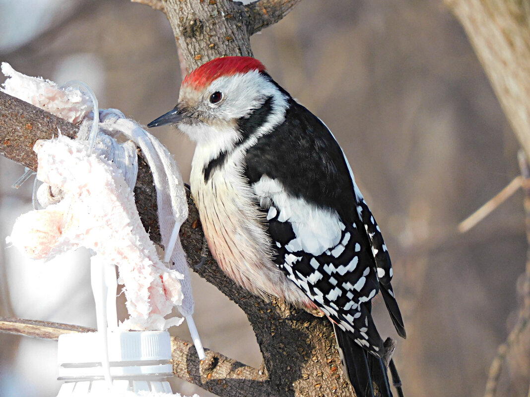 Средний пёстрый дятел - Лина Средний пёстрый дятел - Лина