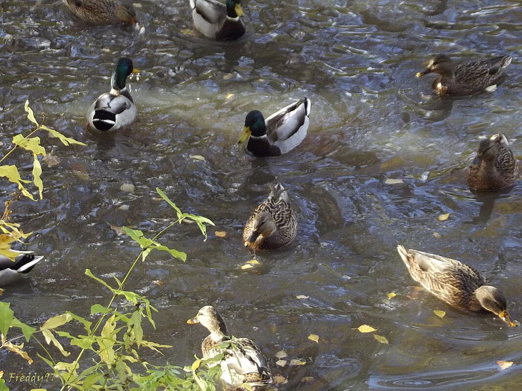 Утиный пруд - Freddy 97 Утиный пруд - Freddy 97