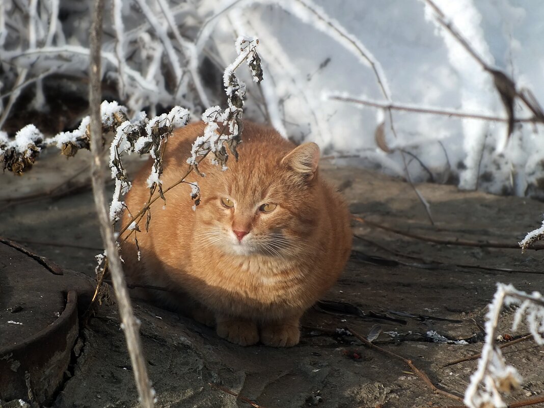Персик - Зоя Мишина