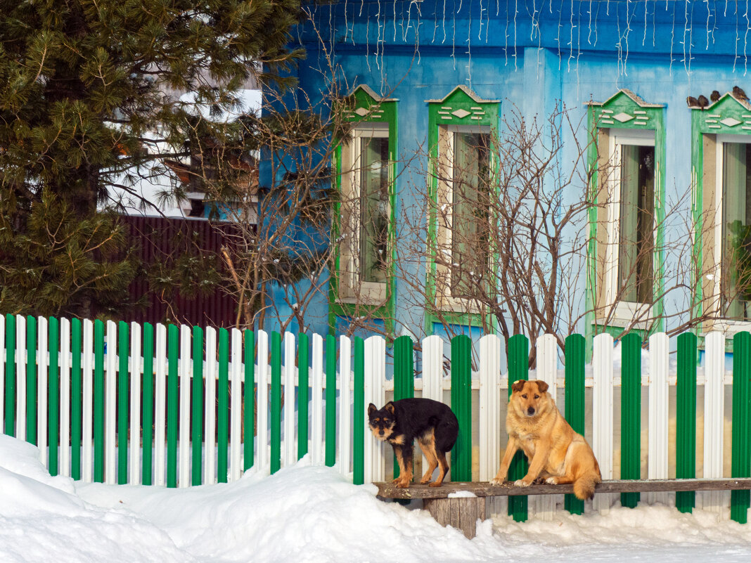 Деревенские пёсы.... - Алексей Мезенцев