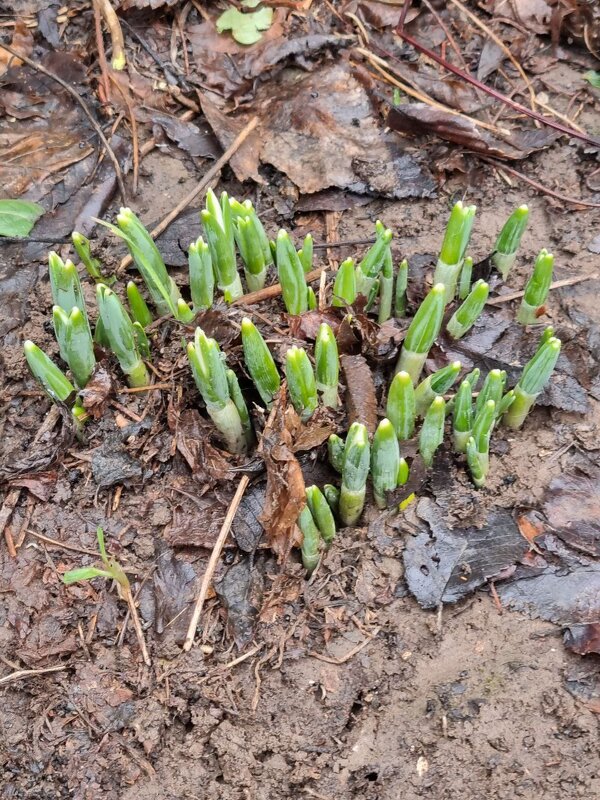 Взошли подснежники - Наталья 
