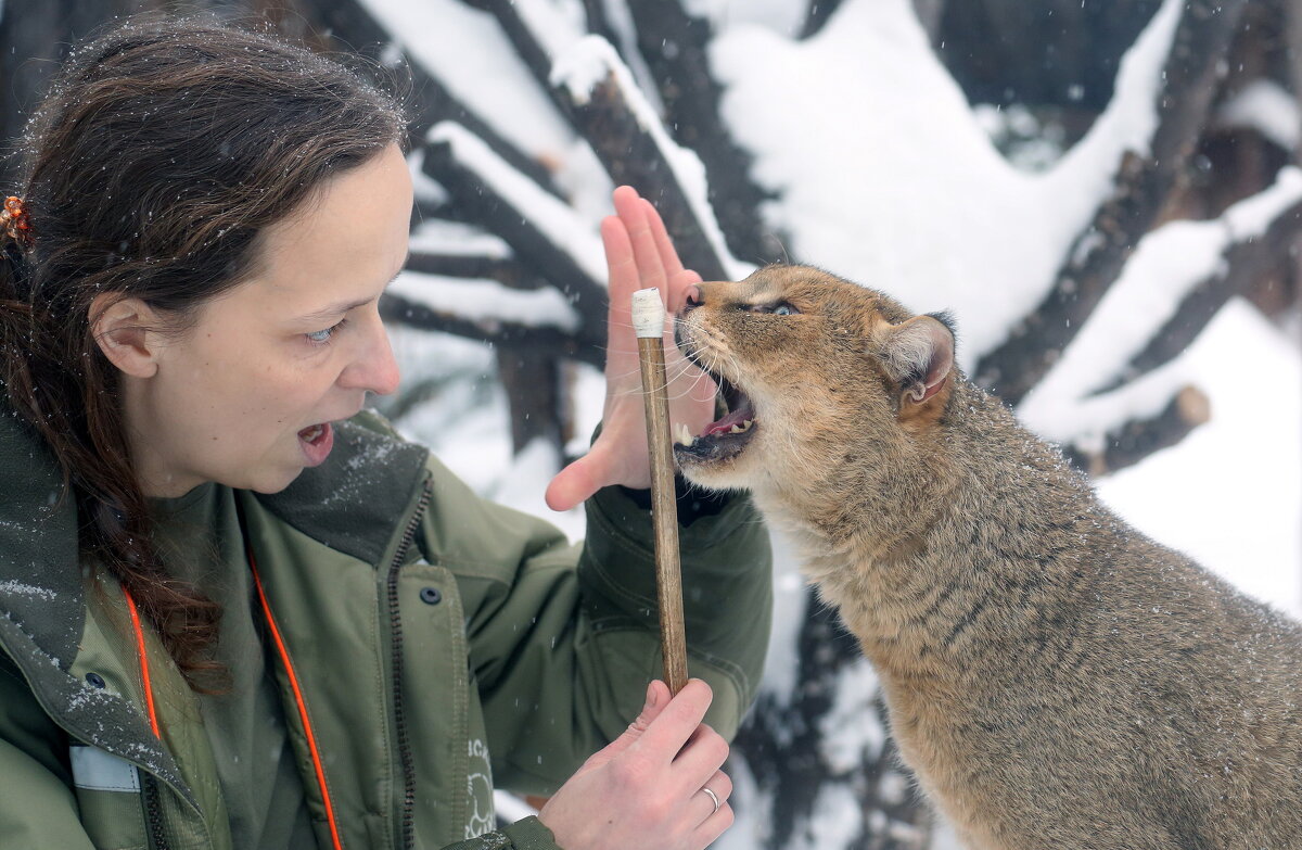 Камышовый - Михаил Бибичков