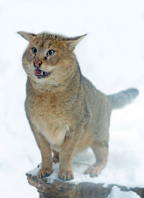камышовый - Михаил Бибичков