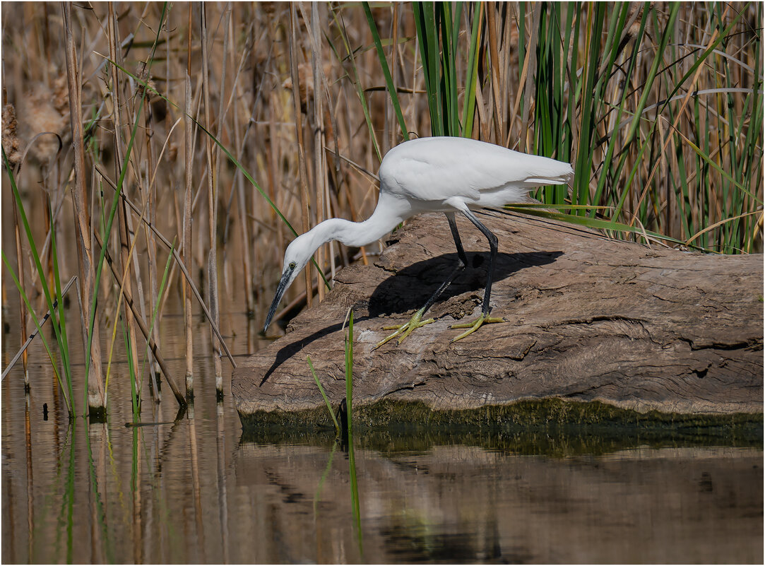 Малая белая цапля. - Александр Григорьев