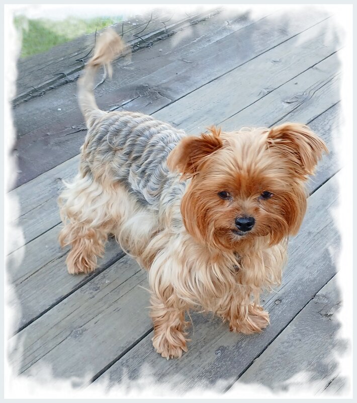 Маленький красавчик ♥ - Лия ☼ Маленький красавчик ♥ - Лия ☼