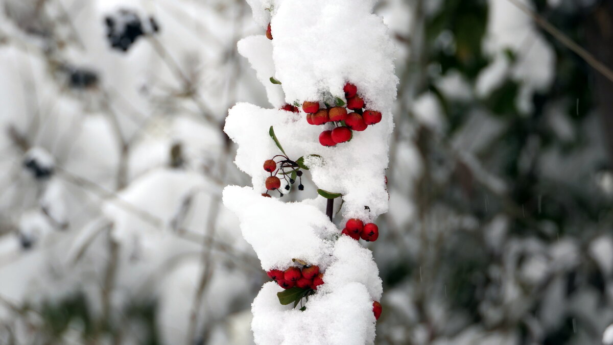 Мороз — волшебник! Это видно сразу: Я свой альбом еще не открывал, А он уже Без кисточек... - "The Natural World" Александер