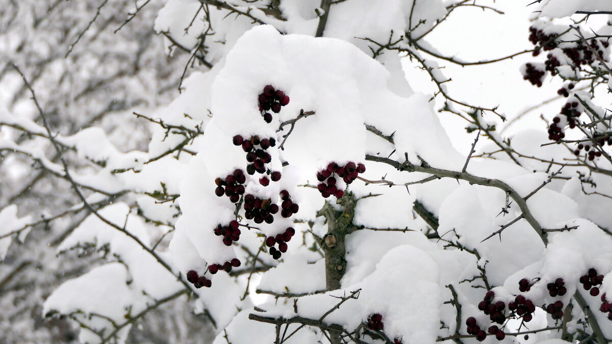 До марта скованы пруды, Но как теплы дома! В сугробы кутает сады Заботливо зима... - "The Natural World" Александер