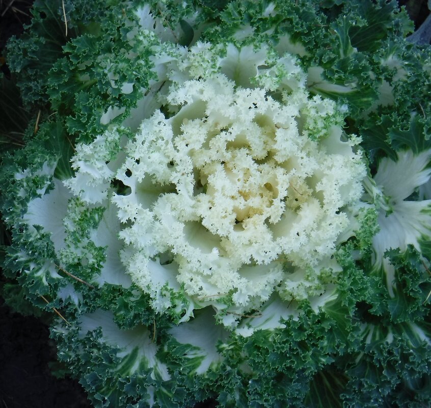 Декаративная капуста - Елена Сухорученкова