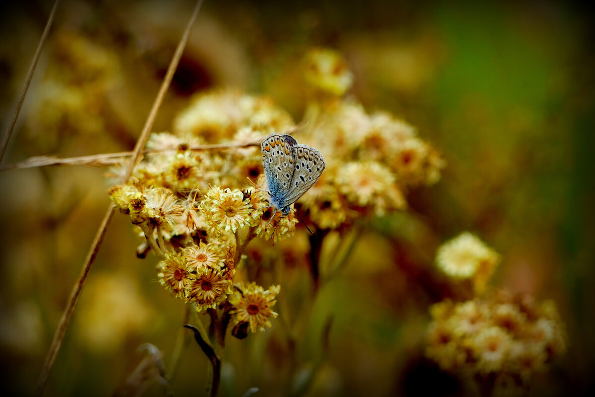 опять про бабочек...391 - Александр Прокудин