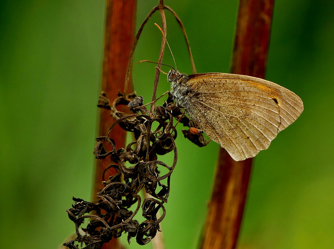 опять про бабочек...393 - Александр Прокудин