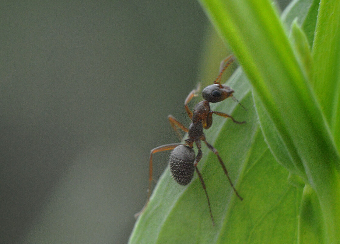 Муравьишка - Надежда Куркина 