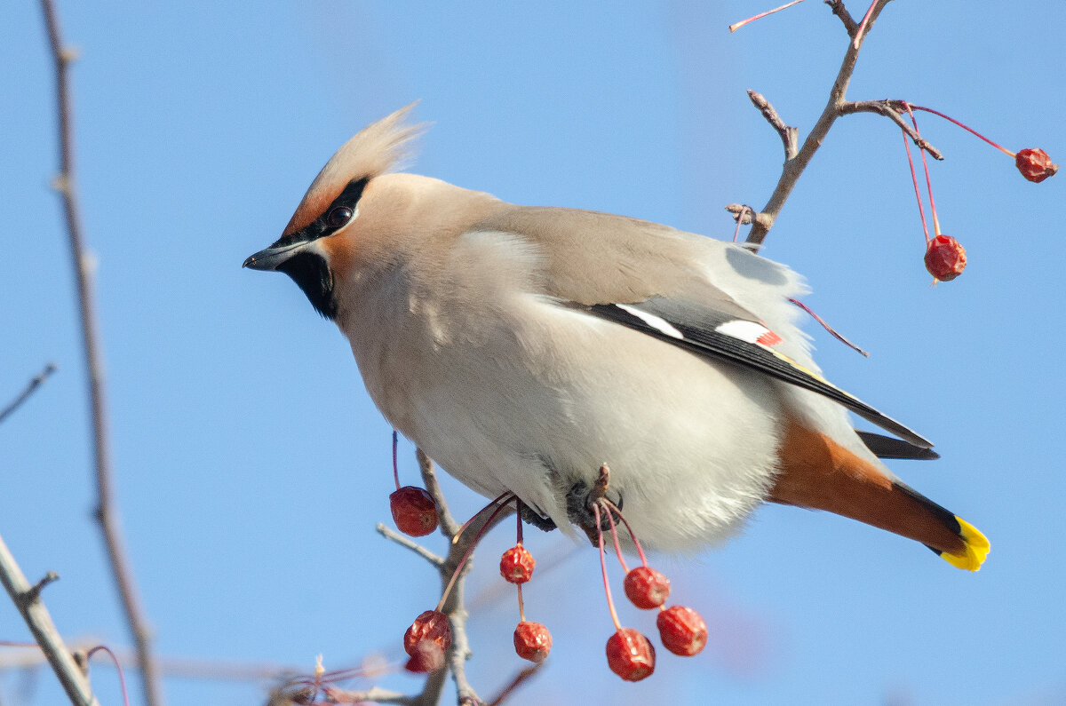 Свиристель - Виктор Иванович Чернюк