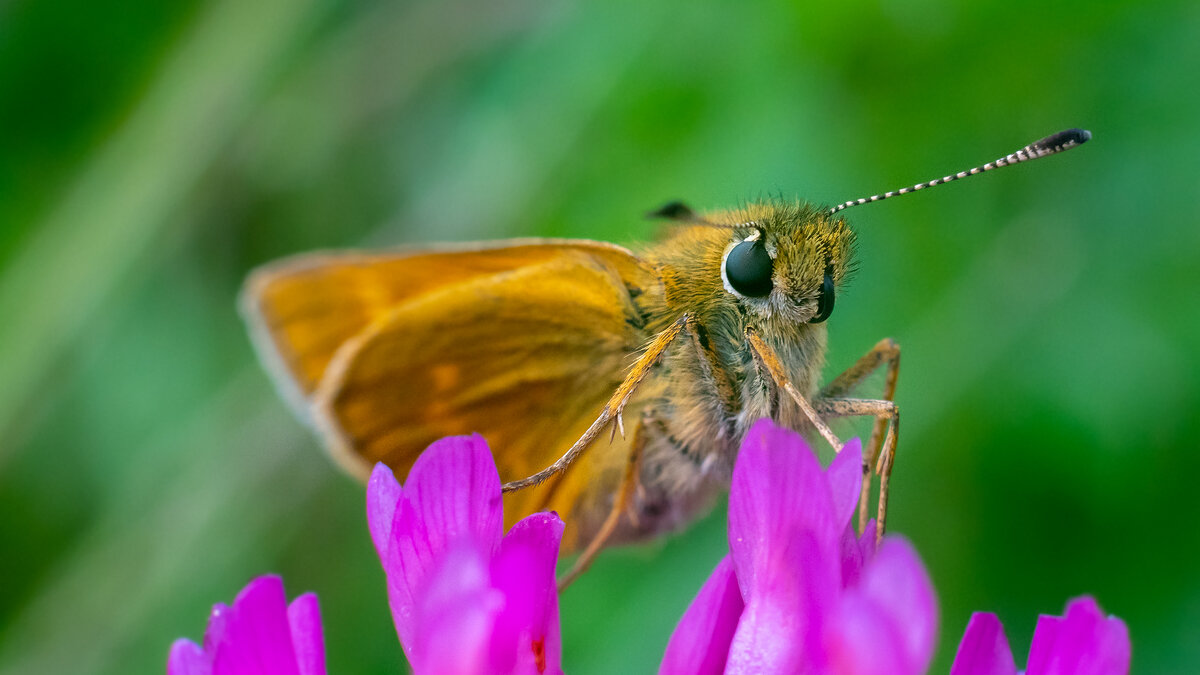 Летнее макро - Владимир Лазарев Летнее макро - Владимир Лазарев