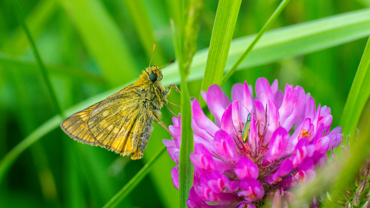 Летнее макро - Владимир Лазарев