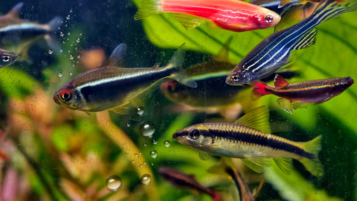 Обитатели аквариума - Мариша 