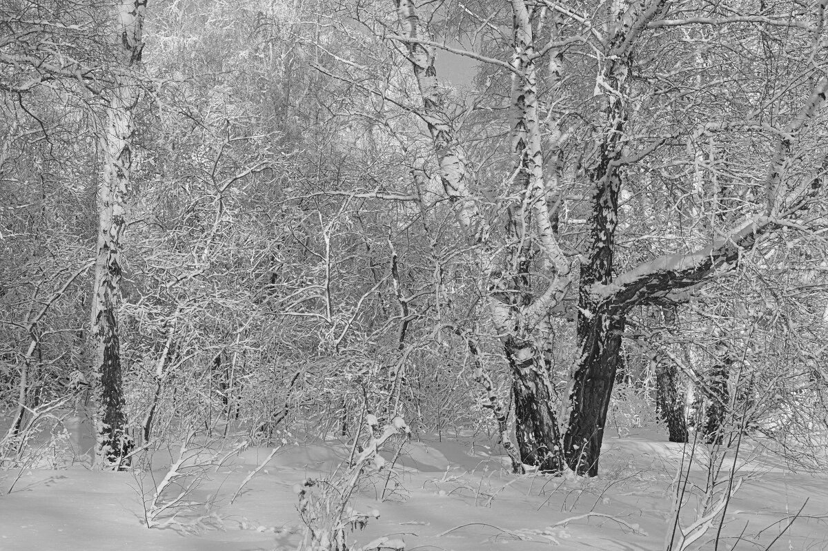 Снежность) - Татьяна Лютаева