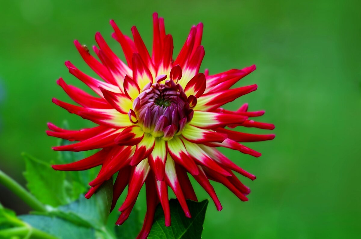 Доброе утро - Юрий. Шмаков