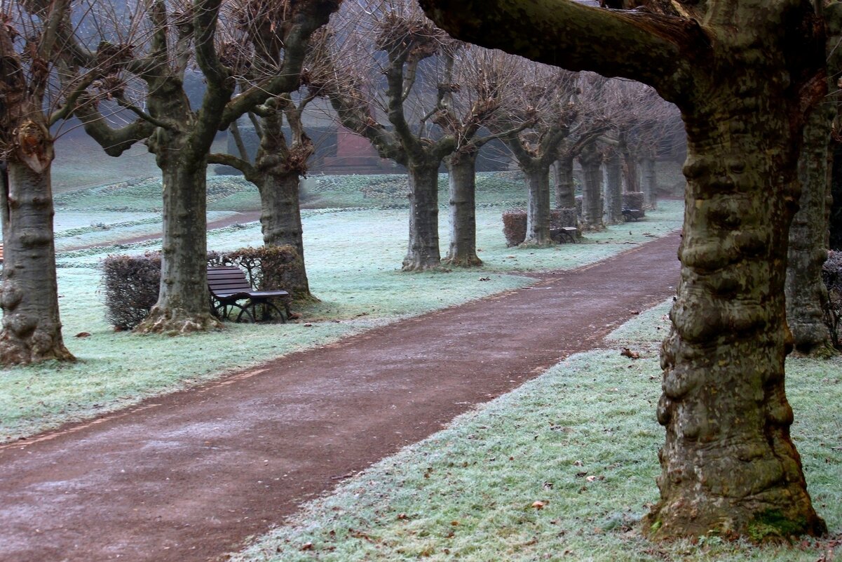 Платановая аллея - Юрий. Шмаков