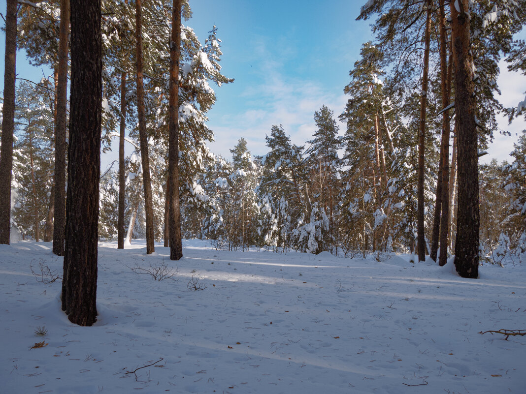 Во бору. - Николай 
