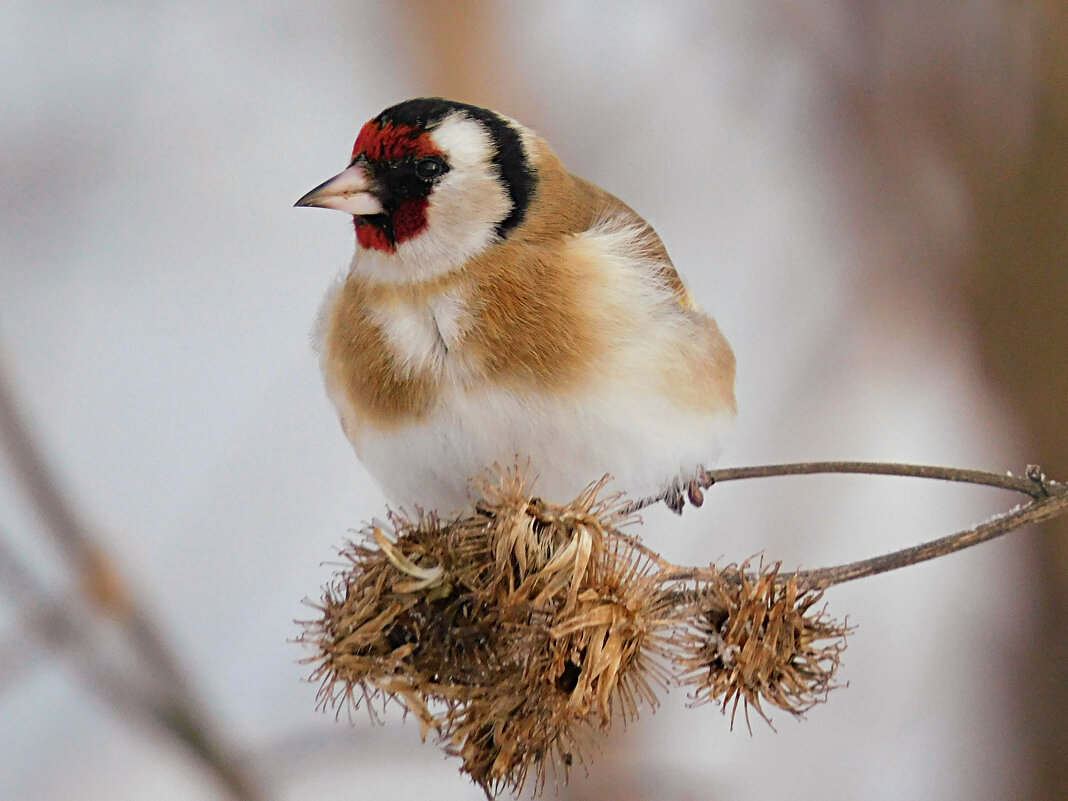 Щегол - Лина 