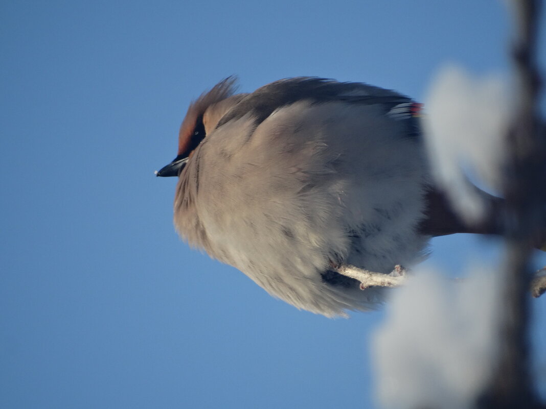 Свиристель - Глеб 