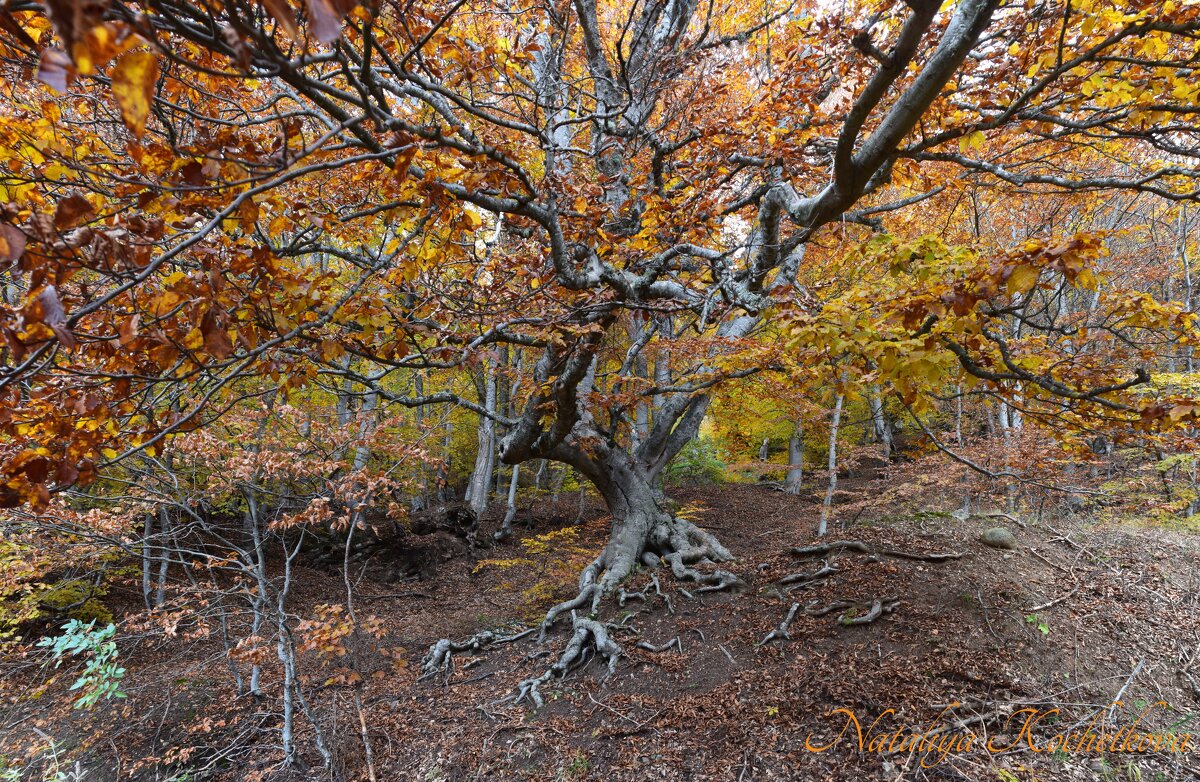 Природа Крыма - Amazing Cosmea