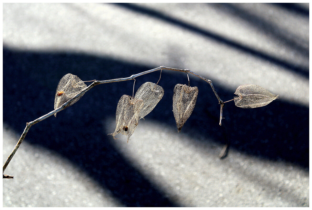 С физалисом - Aleksandr Gal